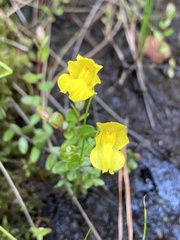 Utricularia striata