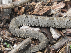 Bothrops leucurus