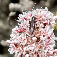 Agrilus blandus