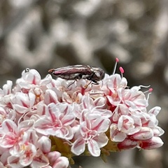 Agrilus blandus