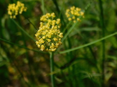 Lomatium nudicaule