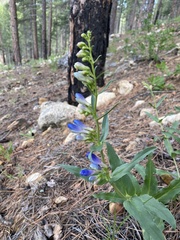 Penstemon glaber