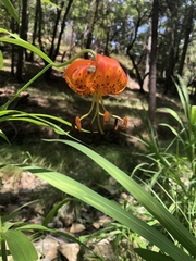 Lilium pardalinum pardalinum