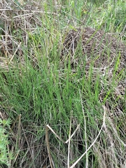 Muhlenbergia richardsonis