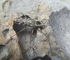 Sarosesthes fulminans