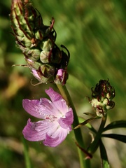 Sidalcea oregana calva