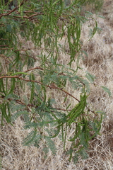 Prosopis odorata