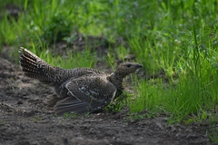 Tetrao urogalloides kamtschaticus