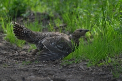 Tetrao urogalloides kamtschaticus