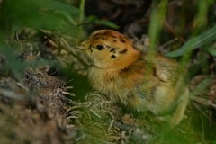 Tetrao urogalloides kamtschaticus
