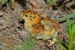 Tetrao urogalloides kamtschaticus