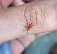 Lygaeus kalmii