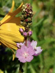 Sidalcea oregana calva