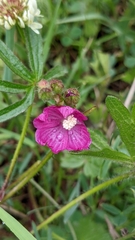Sidalcea neomexicana