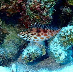 Cirrhitichthys oxycephalus