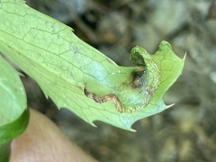 Aceria caliberberis