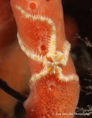 Ophiotrichidae