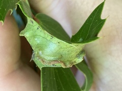 Aceria caliberberis