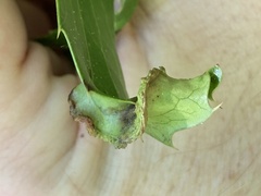Aceria caliberberis