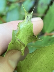 Aceria caliberberis