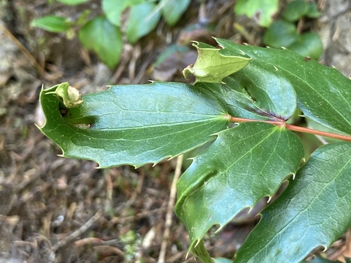 Aceria caliberberis