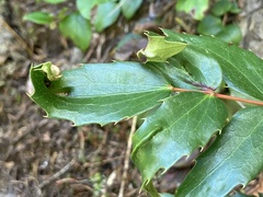 Aceria caliberberis