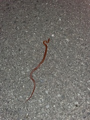 Euprepiophis conspicillata