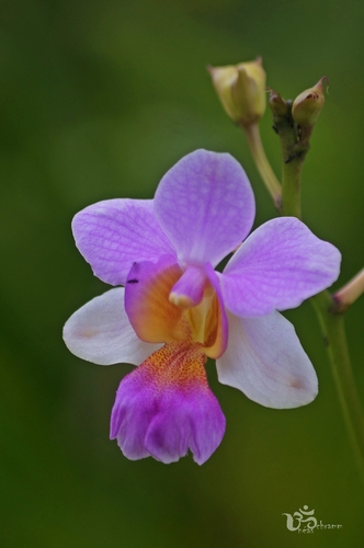 Papilionanthe hookeriana × teres