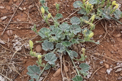 Apodanthera undulata