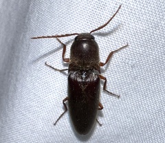 Diplostethus carolinensis