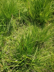 Carex aperta