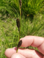 Carex aperta