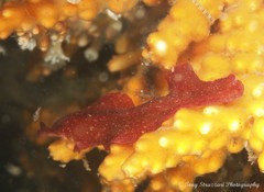 Pseudoceros rubronanus