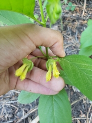 Lonicera involucrata involucrata