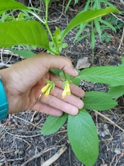Lonicera involucrata involucrata