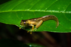 Mashpi Stream Treefrog photo 2