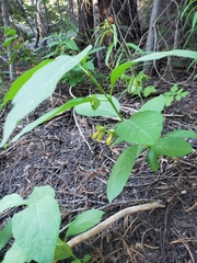 Lonicera involucrata involucrata
