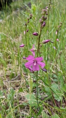 Sidalcea neomexicana