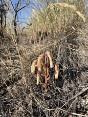 Aphyllon fasciculatum