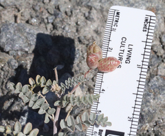 Astragalus lentiginosus antonius