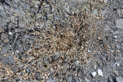 Astragalus lentiginosus antonius