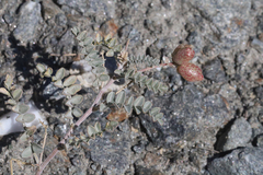 Astragalus lentiginosus antonius