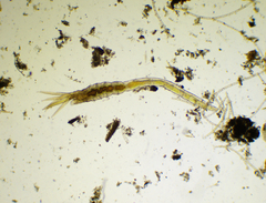 Ampharetidae