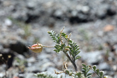 Astragalus lentiginosus antonius