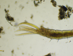Ampharetidae
