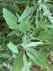 Chenopodium album