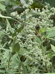 Chenopodium album