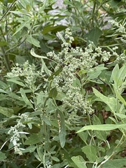 Chenopodium album