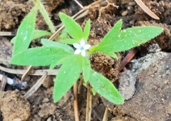 Allophyllum integrifolium