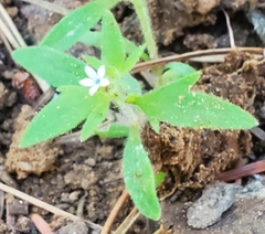 Allophyllum integrifolium